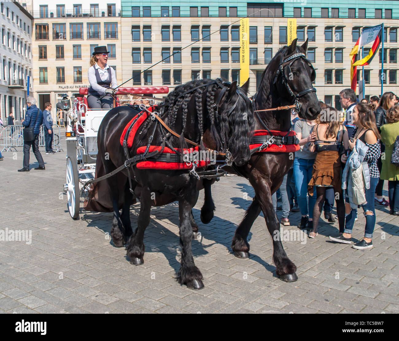 Berlin, Deutschland April 6, 2019: Braune Pferde, mit einem schwarzen, geflochtenen Mähne, nutzbar gemacht zu einer weißen Kutsche mit einem schönen Reiter, auf dem Platz in der Nähe des B Stockfoto