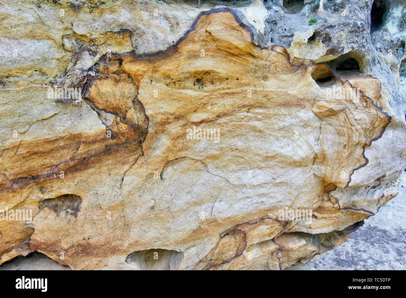 Bizarre geologische Formation - Eisen in Sandsteinfelsen log-bog Eisenerz Inkrustation Stockfoto