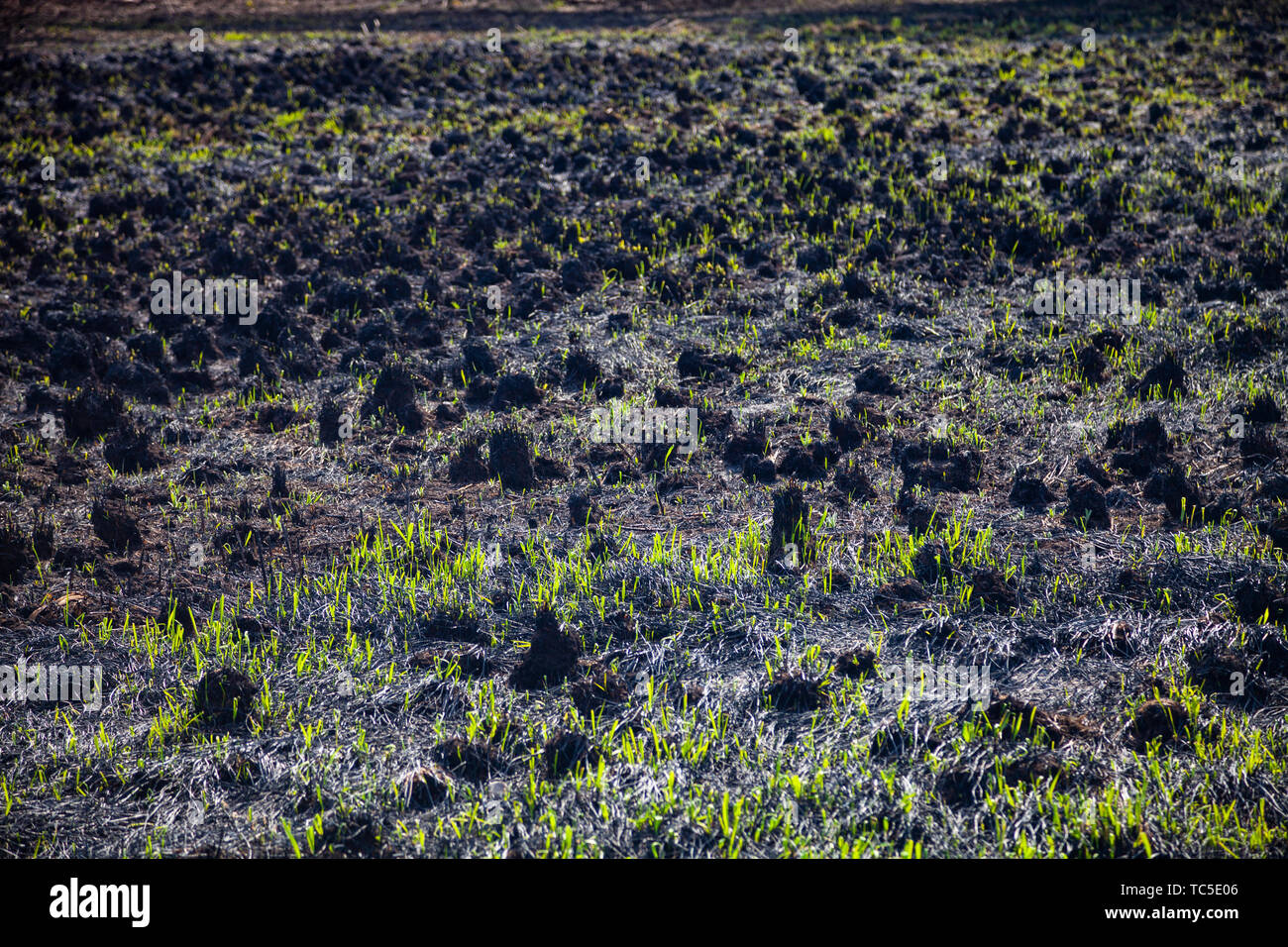 Gestrahlt Feld nach einem Brand. Grünes Gras wächst auf einem Feld verbrannt. Frühling Feuer Stockfoto