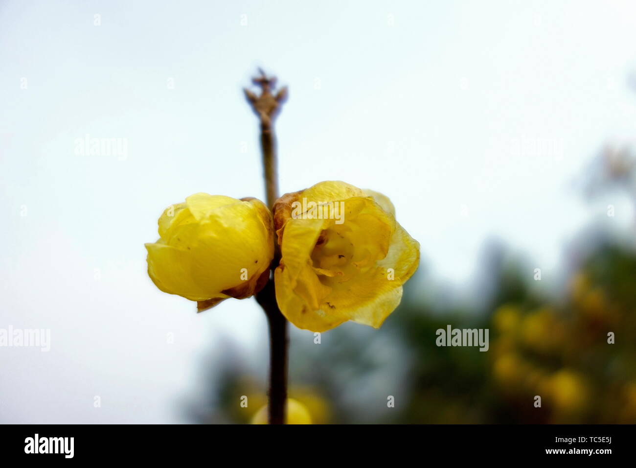 Plum flower Stockfoto