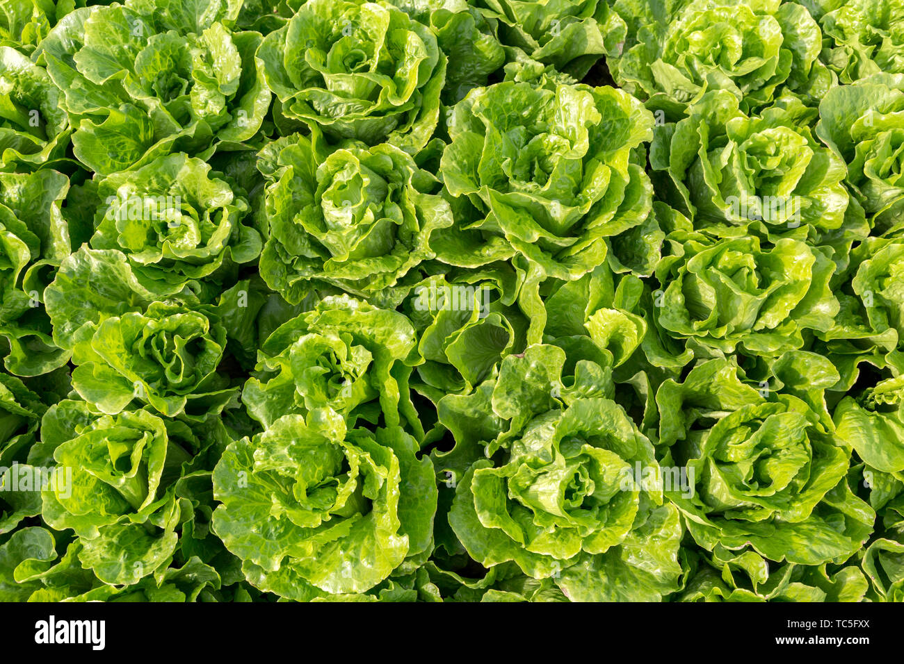 Ein Feld voller Kopfsalat. Stockfoto
