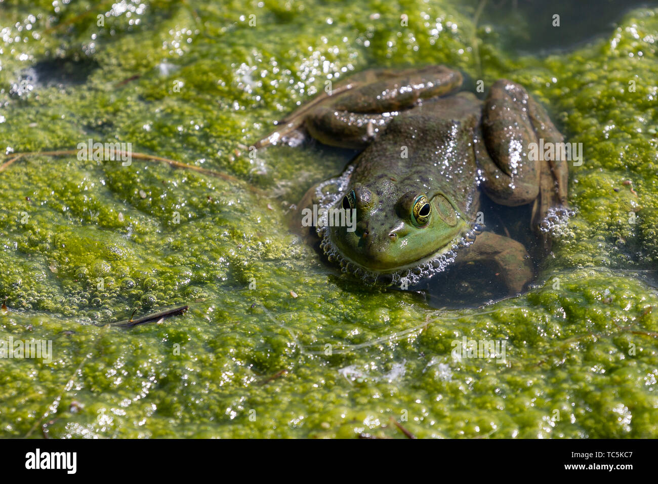 Bullfrog Stockfoto