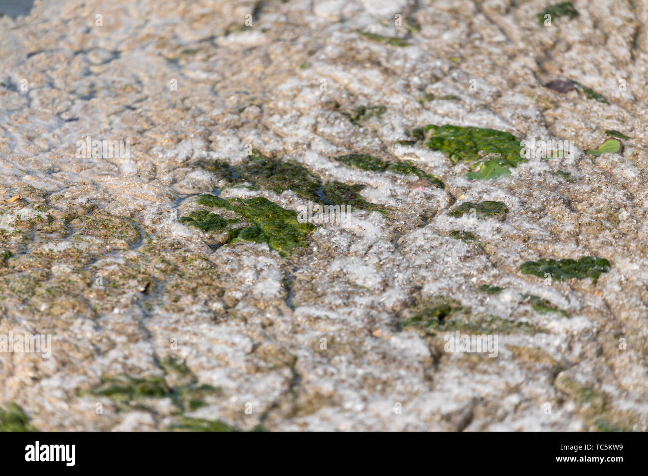 Algen und cottonwood Samen Stockfoto