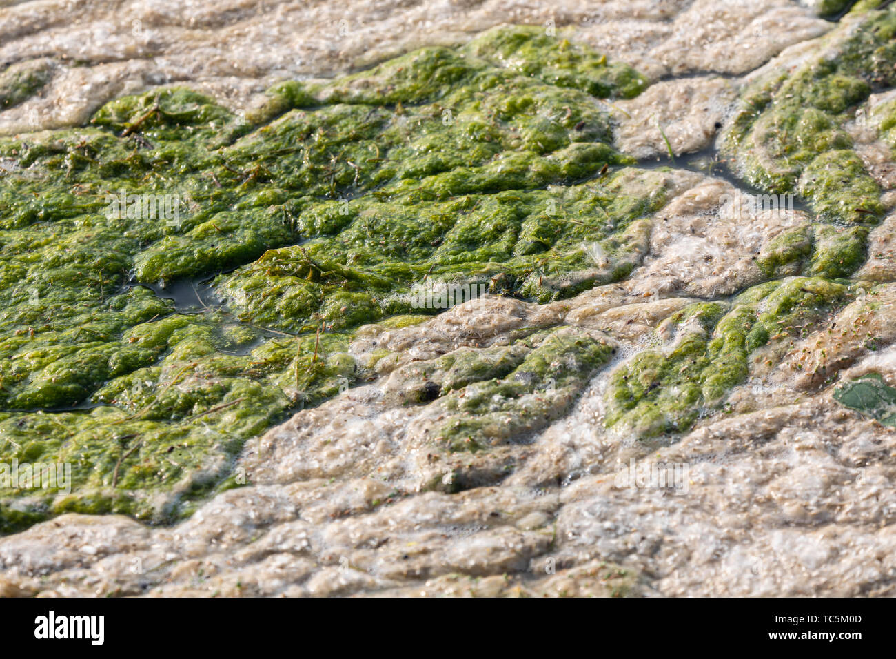 Algen und See Schaum. Stockfoto