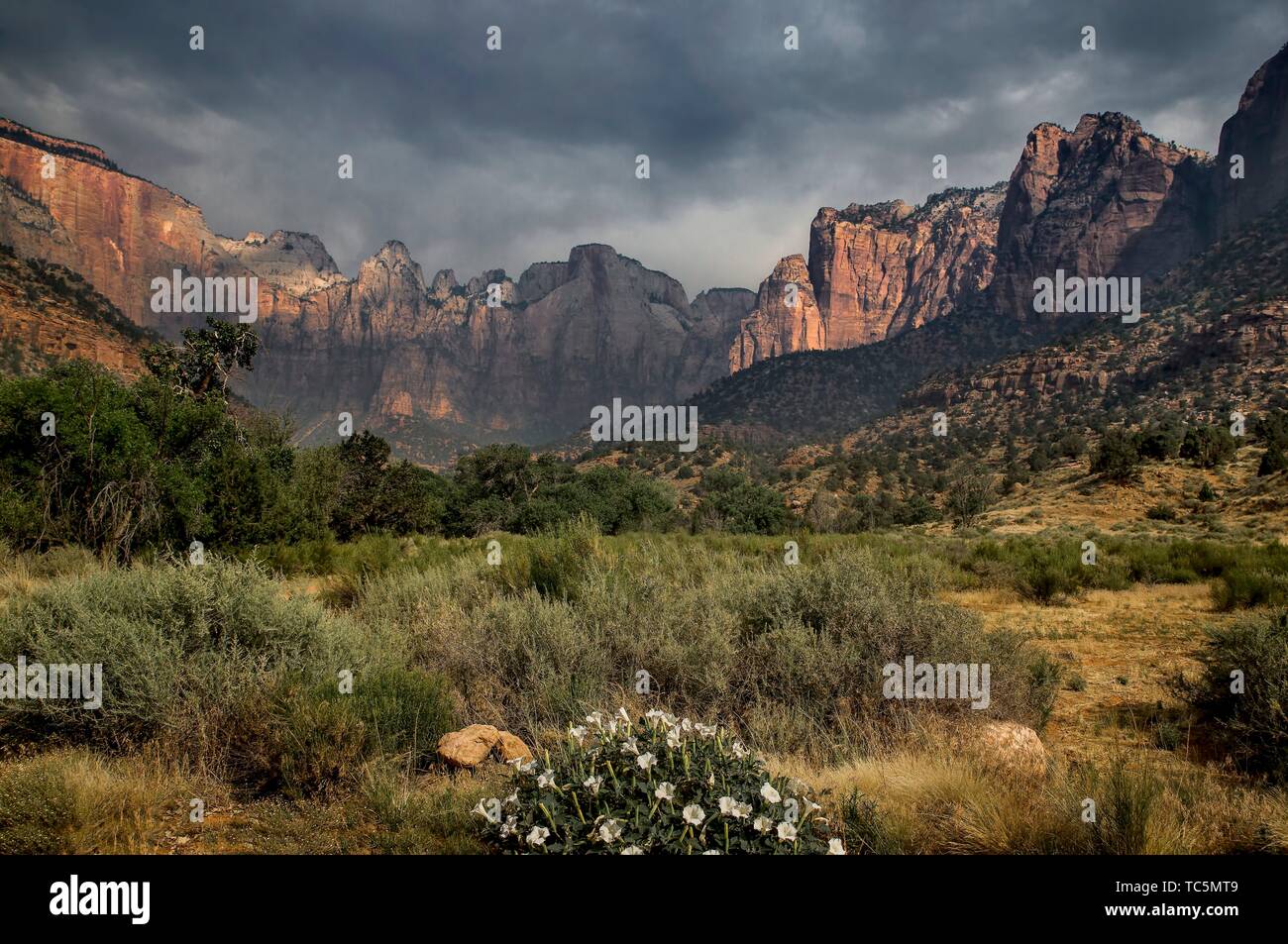 Monsoonal Feuchtigkeit hat, während der heißen Sommer in den Zion National Park, Utah angekommen. Stockfoto