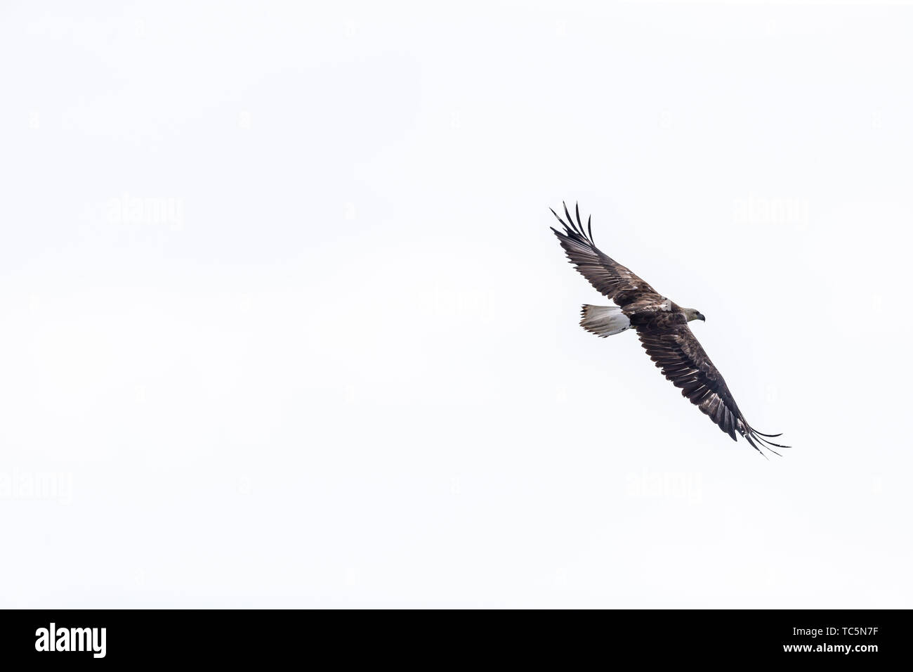 Eine white-bellied sea eagle Flying auf der Oberfläche des Meeres. Stockfoto