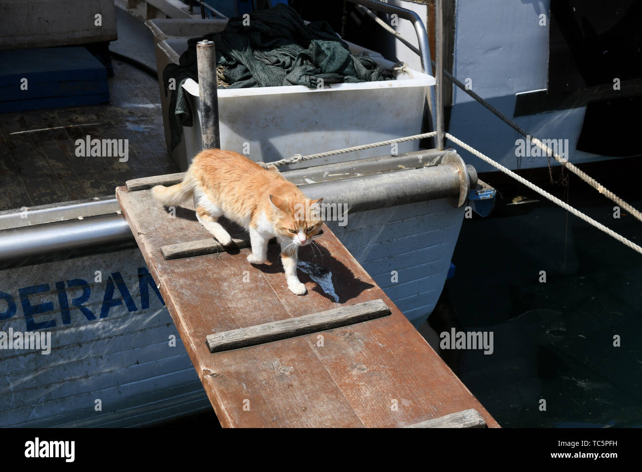 Wilde Katze auf der Suche nach Nahrung auf Fischerboot in Vrsar, Kroatien günstig Stockfoto