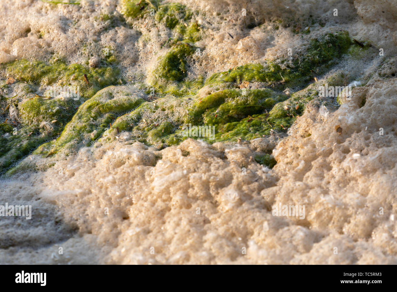 Algen und See Schaum. Stockfoto