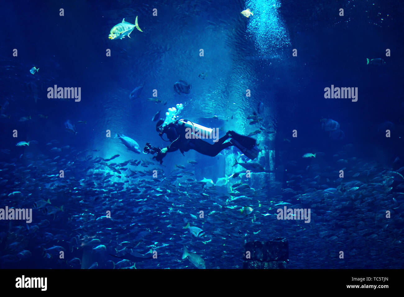 Mann Diver tauchen mit Kamera und Fotos in Blue Mystic Hintergrund mit Fischen in Dubai Aquarium Stockfoto