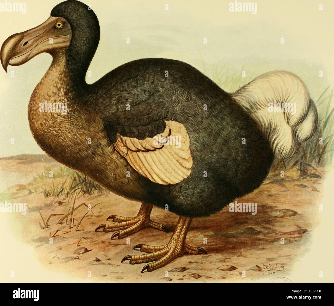Gravur der Dodo bird (Didus Cucullatus), aus dem Buch "Ausgestorbenen Vögel' von Lionel Walter Rothschild, 1907. Mit freundlicher Genehmigung Internet Archive. () Stockfoto