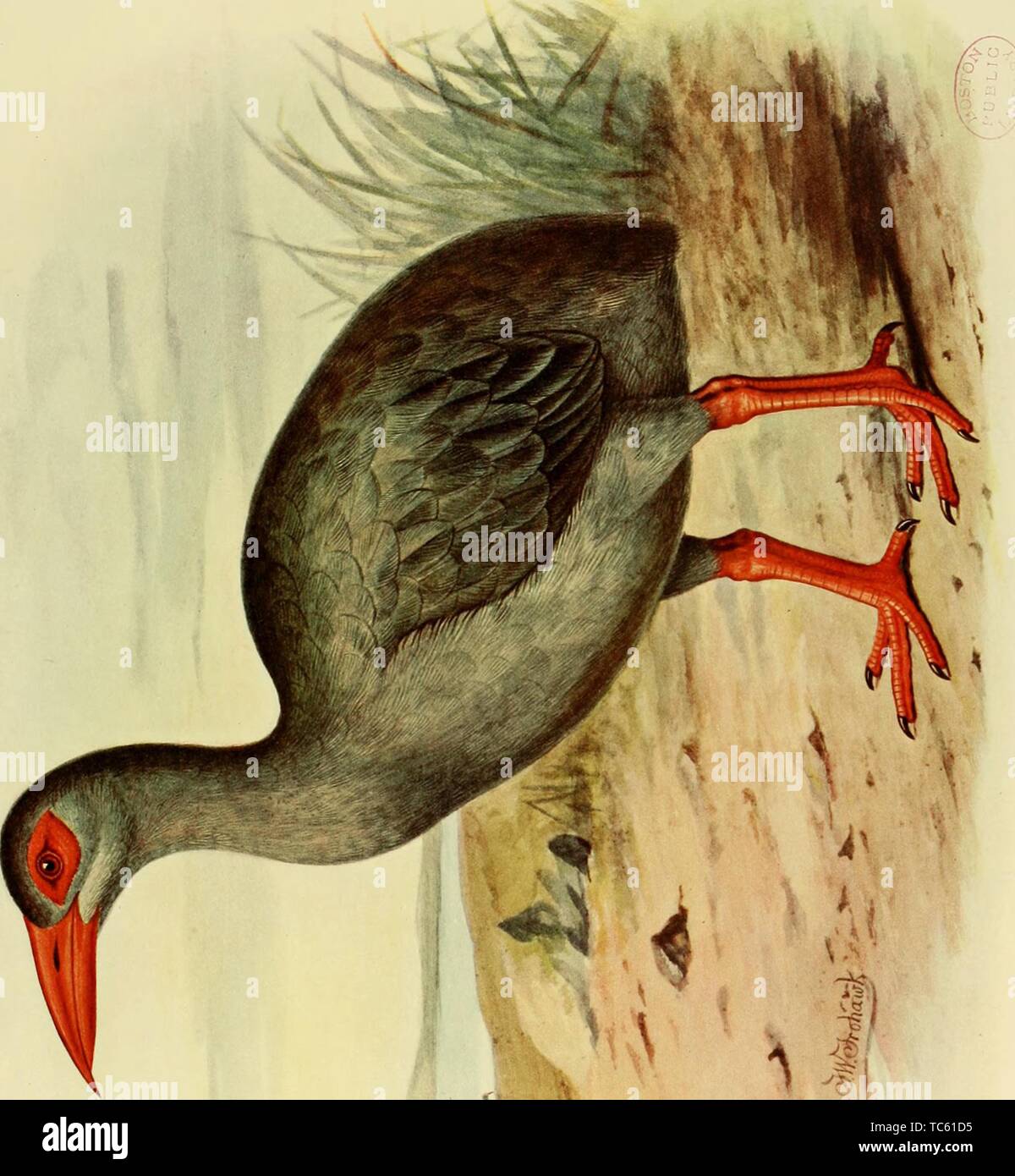 Gravur der Erythromachus Leguati, aus dem Buch "Ausgestorbenen Vögel' von Lionel Walter Rothschild, 1907. Mit freundlicher Genehmigung Internet Archive. () Stockfoto