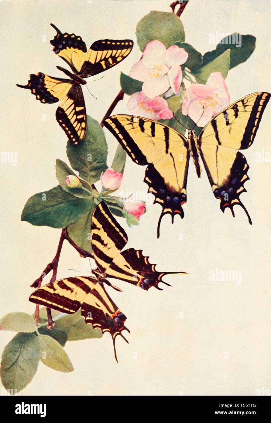 Gravur von drei Schmetterlingsarten, Papilio Zolicaon, Papilio Papilio Pilumnus Daunus, und, aus dem Buch "Der Schmetterling" von William Jakob Holland, 1922. Mit freundlicher Genehmigung Internet Archive. () Stockfoto