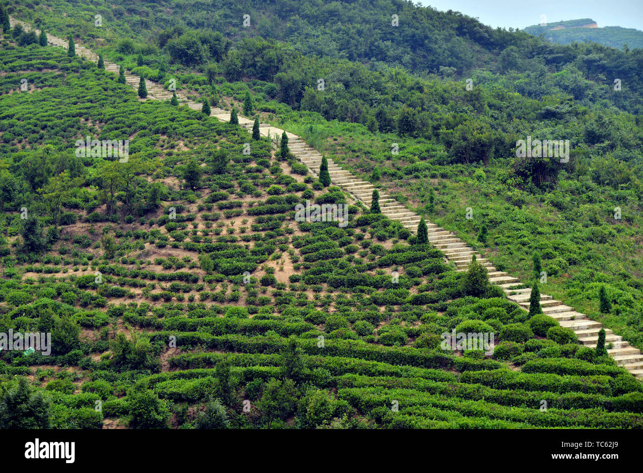 Landschaft von Mao Jian Kaffee Berg, Xinyang, Provinz Henan Stockfoto