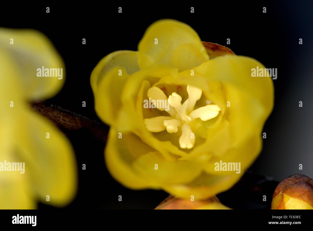 Plum flower Stockfoto