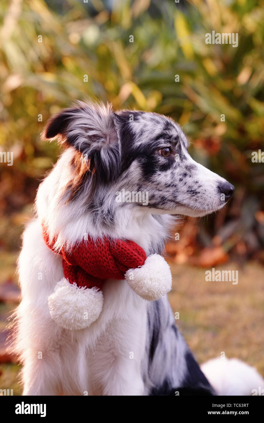 Herbst und Winter Outdoor pet-Fotos, Hund Fotos, Meteorit abstellgleis Stockfoto