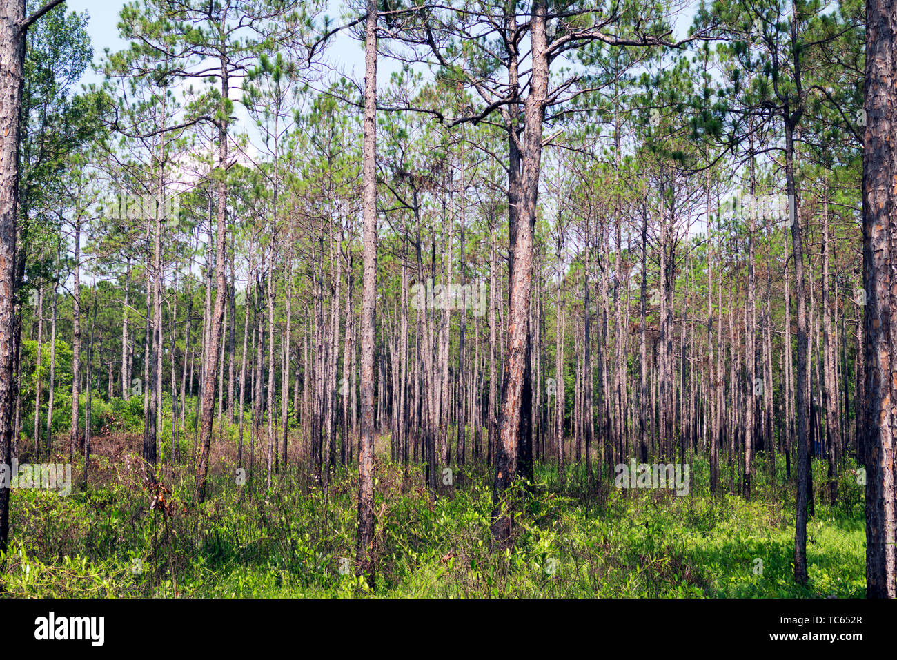 Langen Blatt Kiefernwald in den Wochen Bucht Kannenpflanze in der Nähe von Magnolia Springs, Alabama Moor. USA Stockfoto