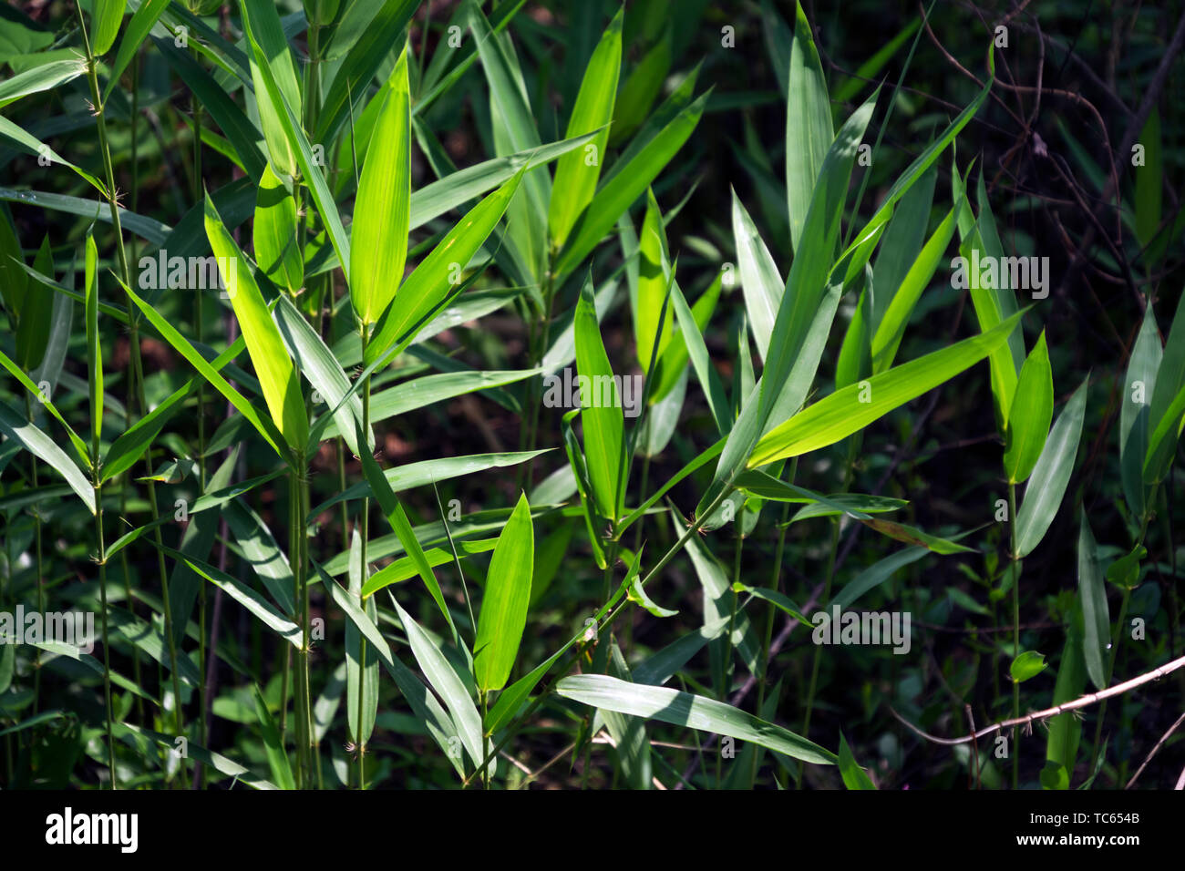 Ein stand von Switch Zuckerrohr in der Langen Blatt Kiefernwald auf die Wochen Bucht Kannenpflanze Moor in der Nähe von Magnolia Springs, Alabama, USA Stockfoto