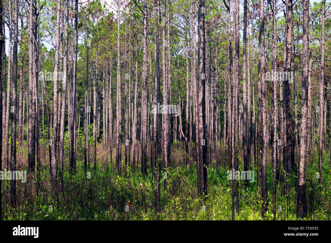 Langen Blatt Kiefernwald in den Wochen Bucht Kannenpflanze in der Nähe von Magnolia Springs, Alabama Moor. USA Stockfoto