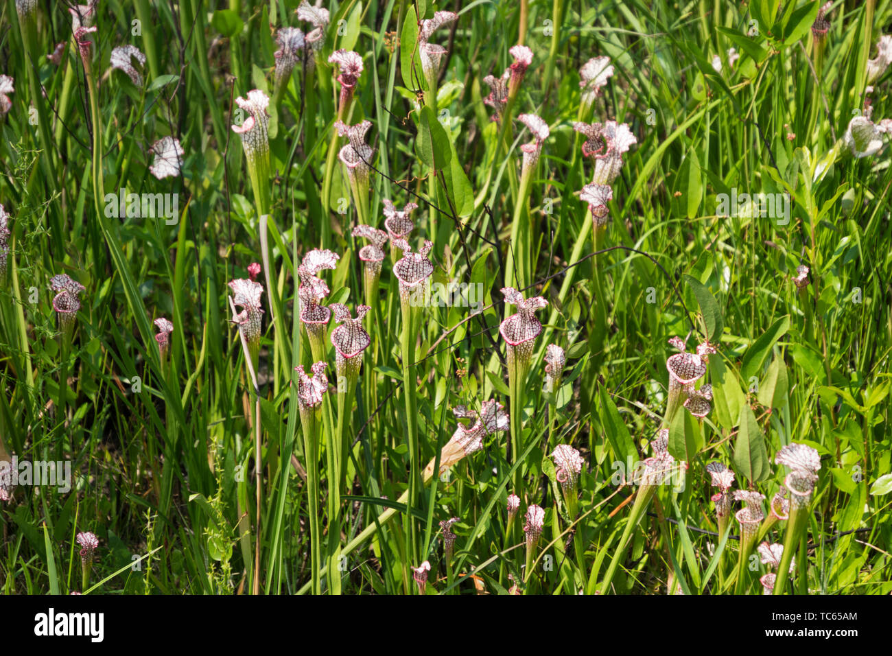 Weiß gekrönt Krug Pflanzen in den Wochen Bucht Kannenpflanze Moor in der Nähe von Magnolia Springs, Alabama. Stockfoto