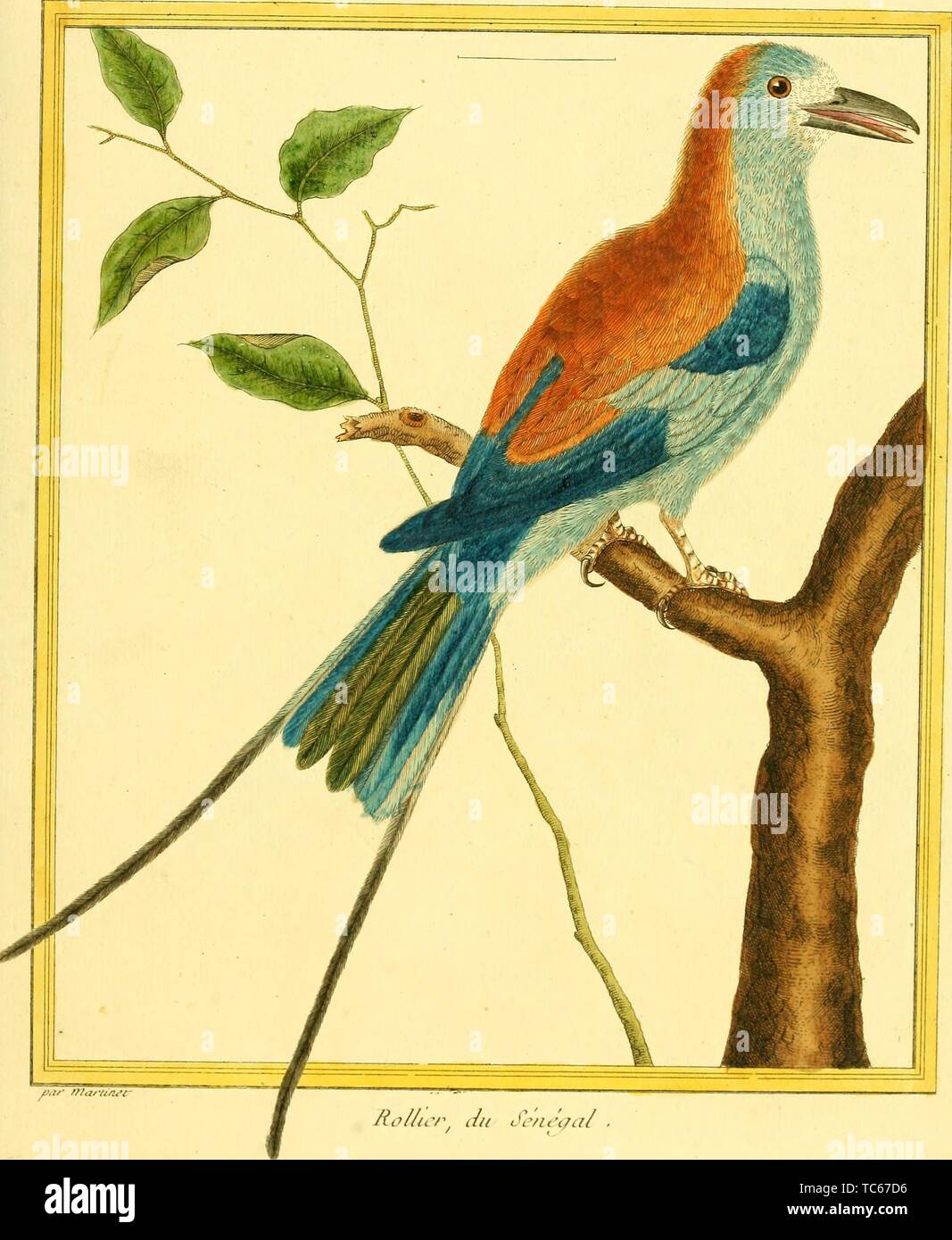 Eingravierte Zeichnung des Lilac-breasted Roller (Coracias caudatus), aus dem Buch "Planches Enluminees Dhistoire naturelle" von Francois Nicolas, Louis Jean Marie Daubenton und Edme-Louis Daubenton, 1765. Mit freundlicher Genehmigung Internet Archive. () Stockfoto