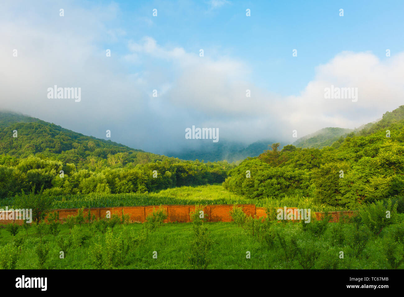 Alpine Wälder und Wolken Stockfoto