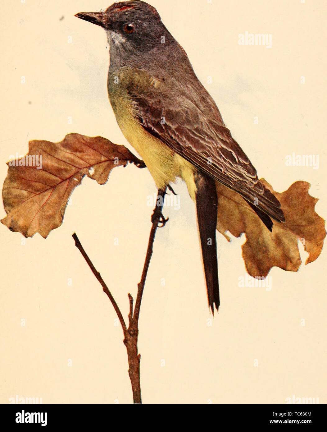 Eingravierte Zeichnung der Ash-throated Schopftyrann (Myiarchus cinerascens), aus dem Buch "Vögel und Natur" von A.W, 1900. Mumford. Mit freundlicher Genehmigung Internet Archive. () Stockfoto