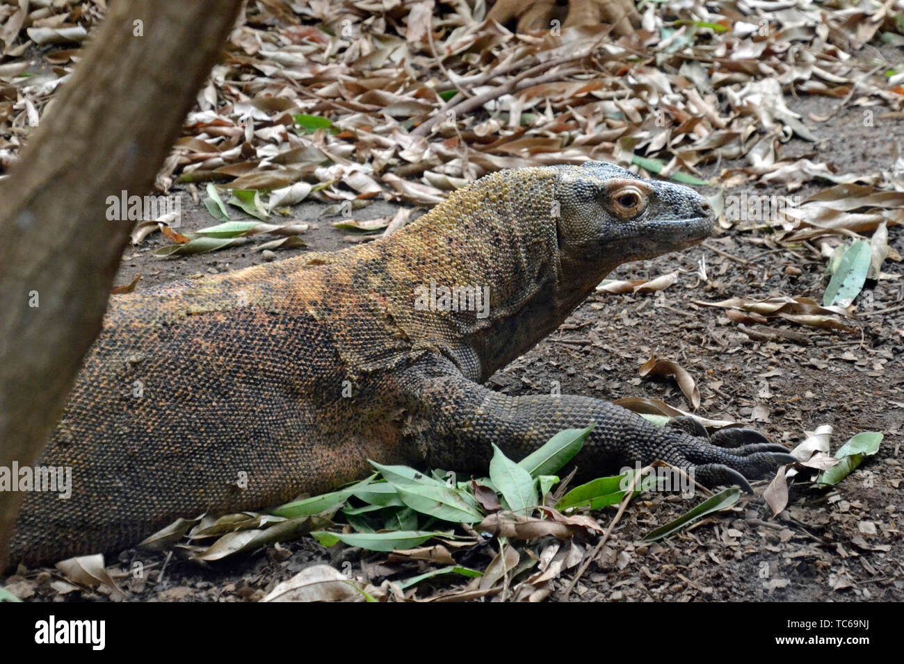 Komodo Drache im ZSL London Zoo, London, UK Stockfoto