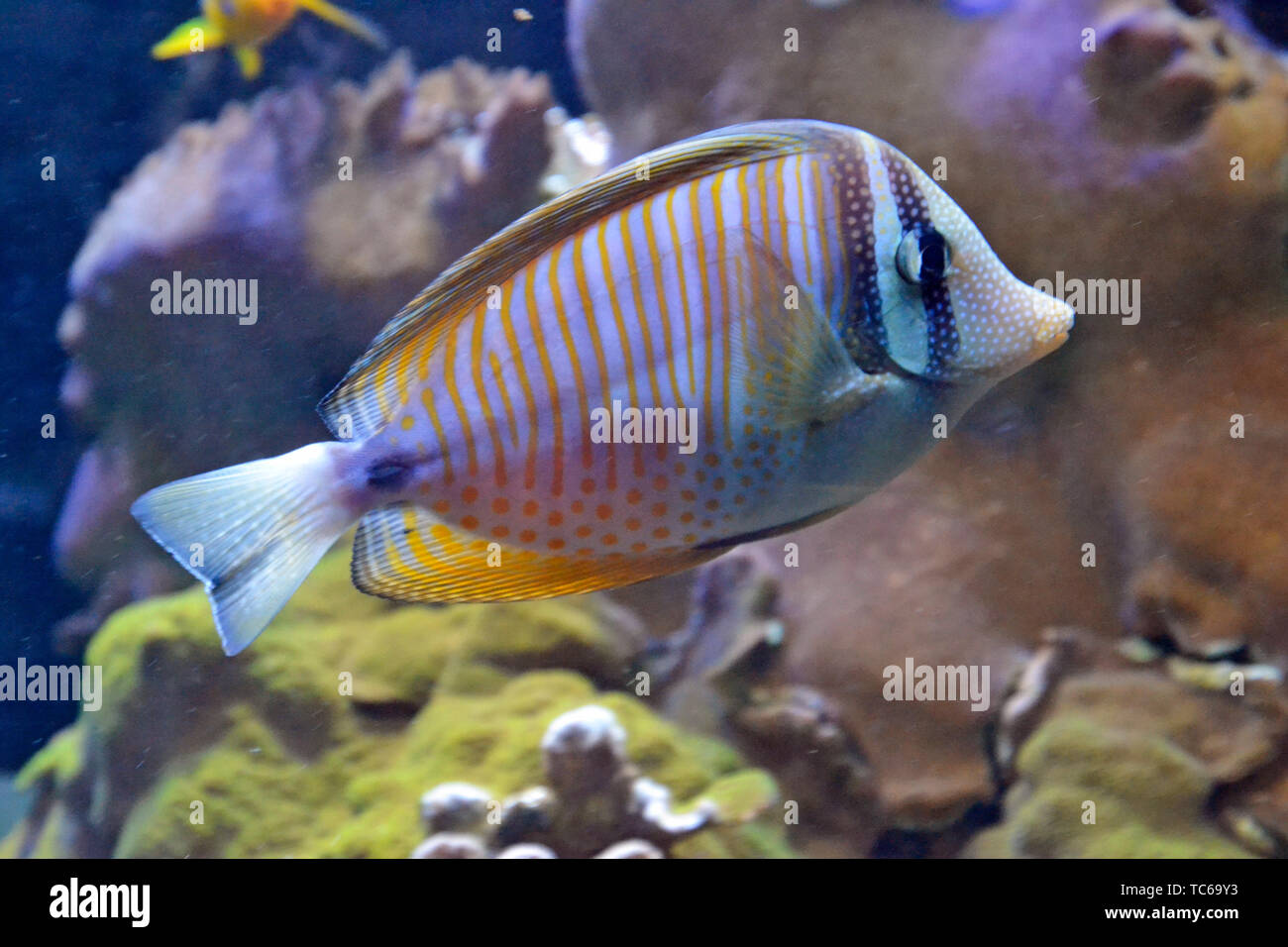 Bunte tropische Fische schwimmen unter der Korallenriffe in London Zoo Aquarium, ZSL London Zoo, London, UK Stockfoto