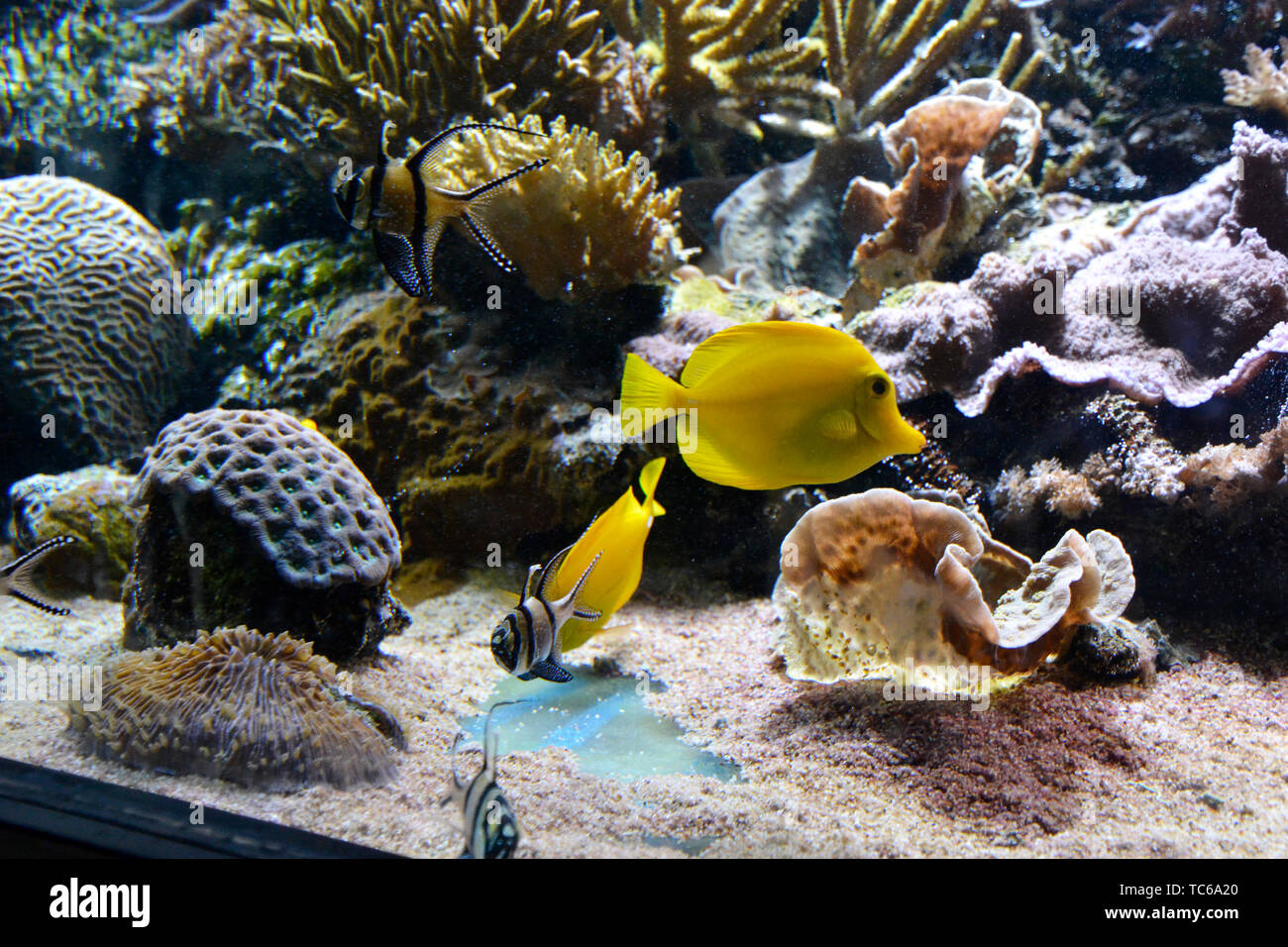 Gelbe Tang und andere tropische Fische schwimmen unter der Korallenriffe in London Zoo Aquarium, ZSL London Zoo, London, UK Stockfoto