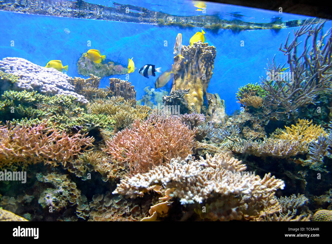 Bunte marine Fische schwimmen unter der Korallenriffe in London Zoo Aquarium, ZSL London Zoo, London, UK Stockfoto