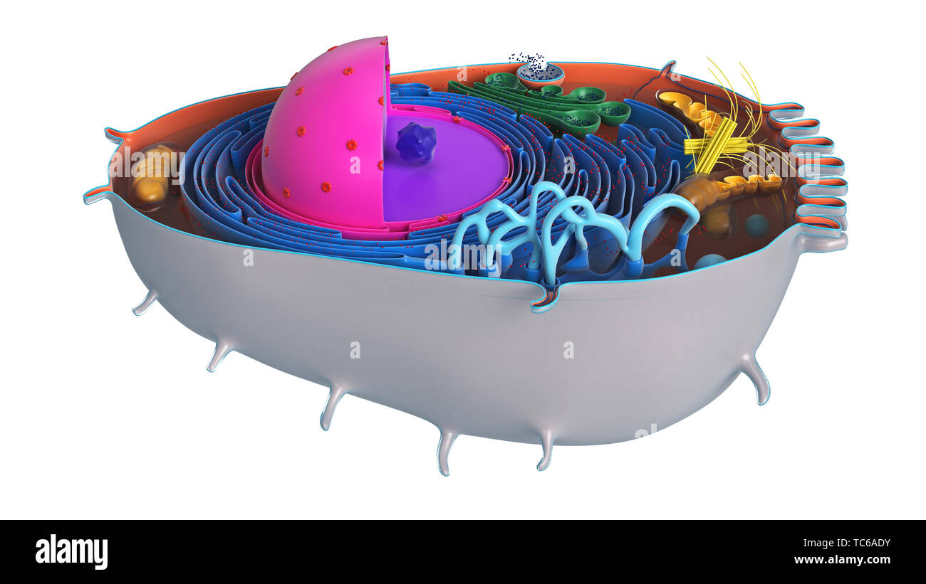 Tierischen Zelle in Abschnitt, mehrfarbige Wissenschaft Naturwissenschaften Biologie. 3D-Rendering Stockfoto