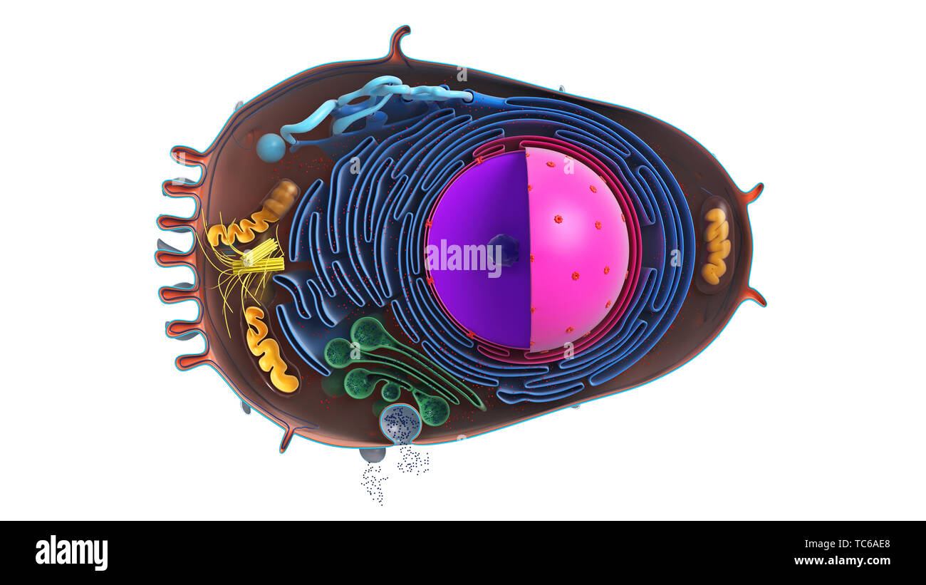 Tierischen Zelle in Abschnitt, mehrfarbig, Ansicht von oben. 3D-Rendering Stockfoto