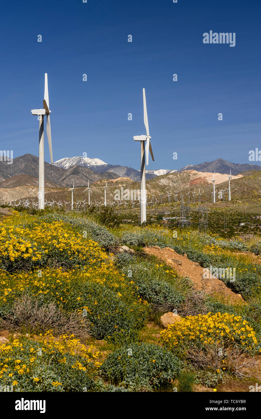 Spring wildflowers und der Windpark im San Gorgonio Pass in der Nähe von Palm Springs, Kalifornien, USA. Stockfoto