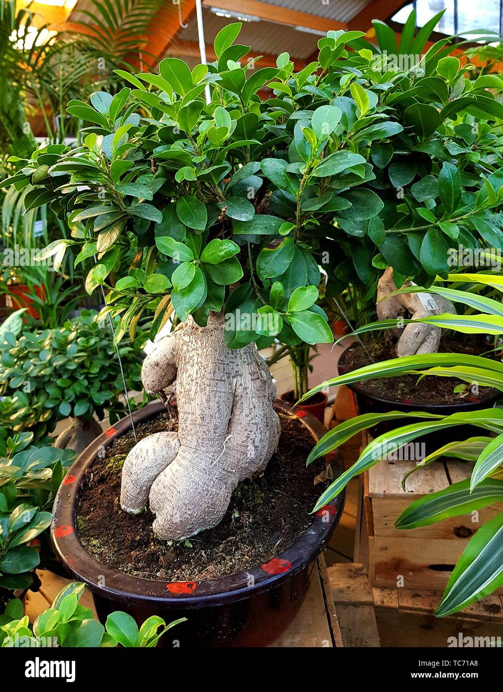 Ginseng bonsai -Fotos und -Bildmaterial in hoher Auflösung – Alamy