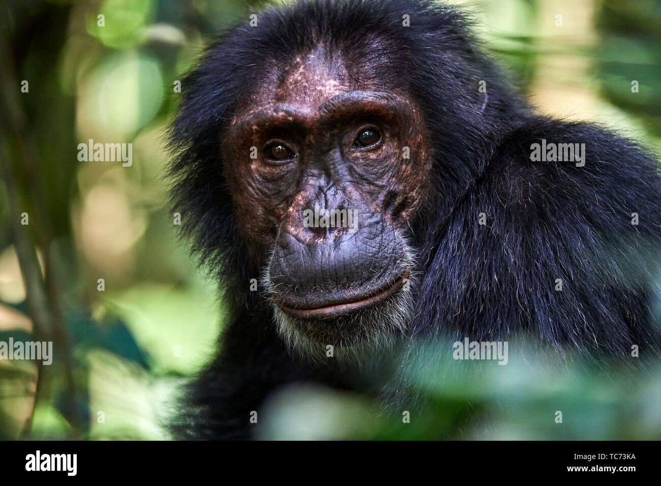 Männliche Portrait von Schimpansen (Pan troglodytes schweinfurthii) Kibale Nationalpark, Uganda. Stockfoto
