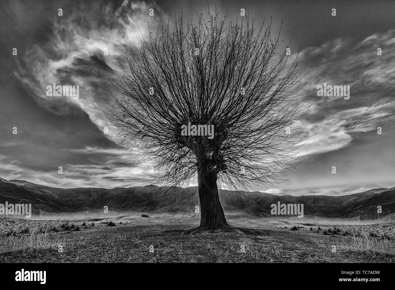 Niemand macht schwarze und weiße Sturm Landschaften und Natur, Himmel, Sonnenuntergang, Bäume und Regen, Infrarot Licht Licht Licht Licht Licht und schwarz-weiß-Mix von Winter. Herbst. Im Freien. Dramatische, reizbar rosa rosa Wetter mit Sonne willow Bäume und Wolken mit Licht Stockfoto