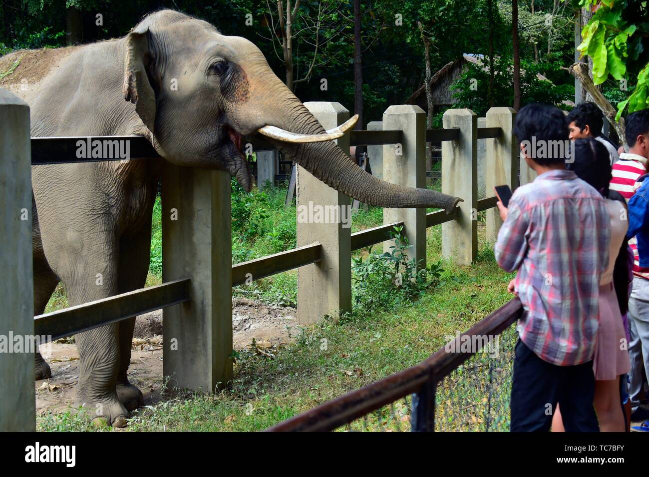 Bei Phnom Tamao Zoo Elefanten, zoologische Garten, Wildlife Rescue Center, Kambodscha, Süd Ost Asien. Stockfoto