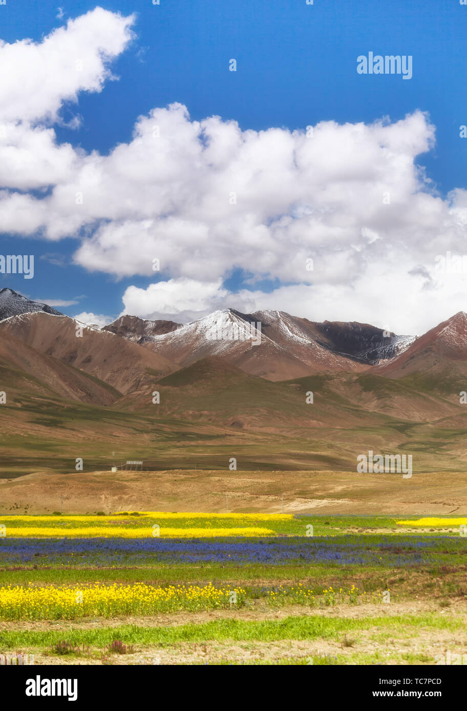Unter dem Schnee Berge des Qinghai-Tibet Plateau Raps Stockfoto