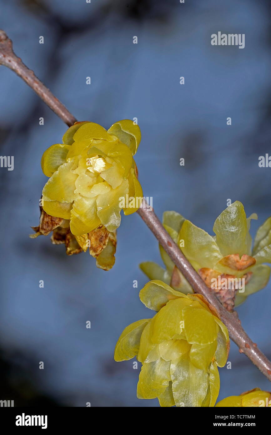 Plum flower Stockfoto