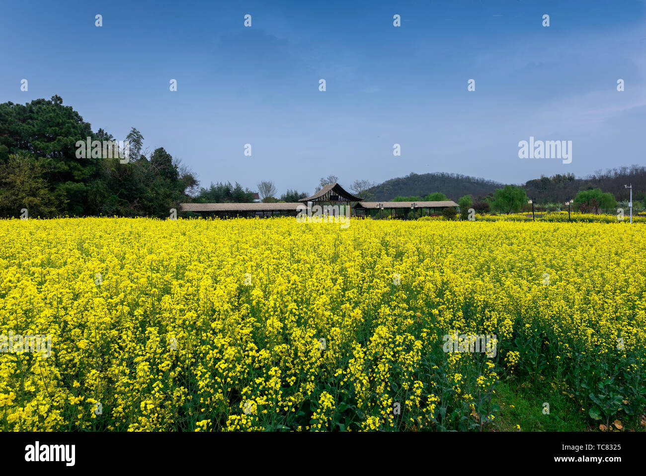 Blumen Malerei Stockfoto