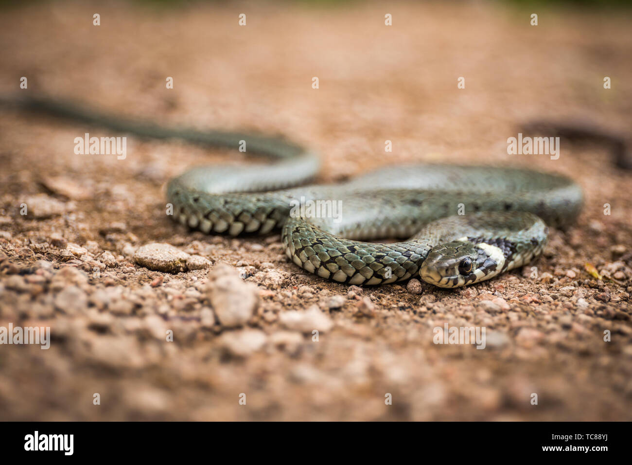 Männliche Reptil oder Ringelnatter, Natrix natrix Stockfoto