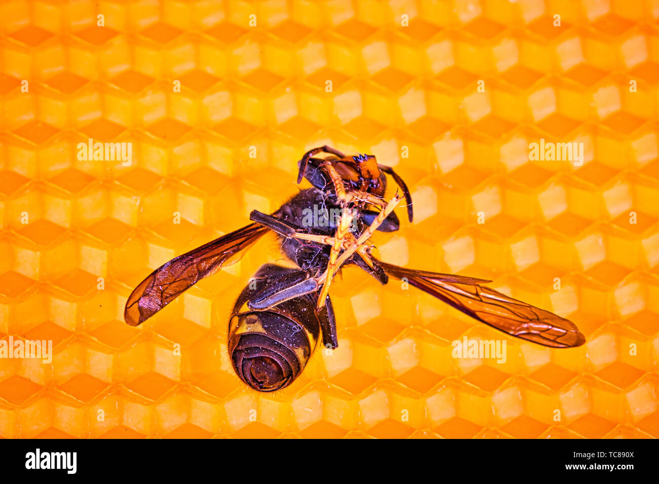 Makrookonomische Bild Der Toten Asiatische Hornissen Auf Einem Neuen Gelb Orange Rahmen Der Bienenstock Sie Sind Verantwortlich Fur Den Tod Der Bienen Kolonie Desaster Fur Natur Wild Li Stockfotografie Alamy