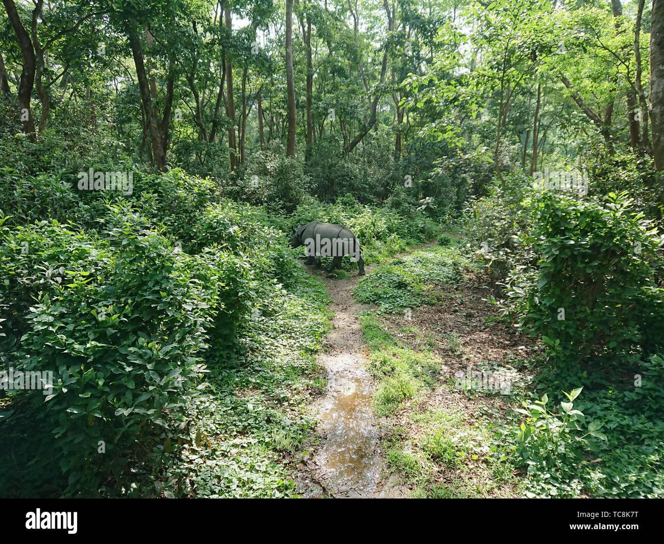 Fox's Weg zur Fotografie. Stockfoto