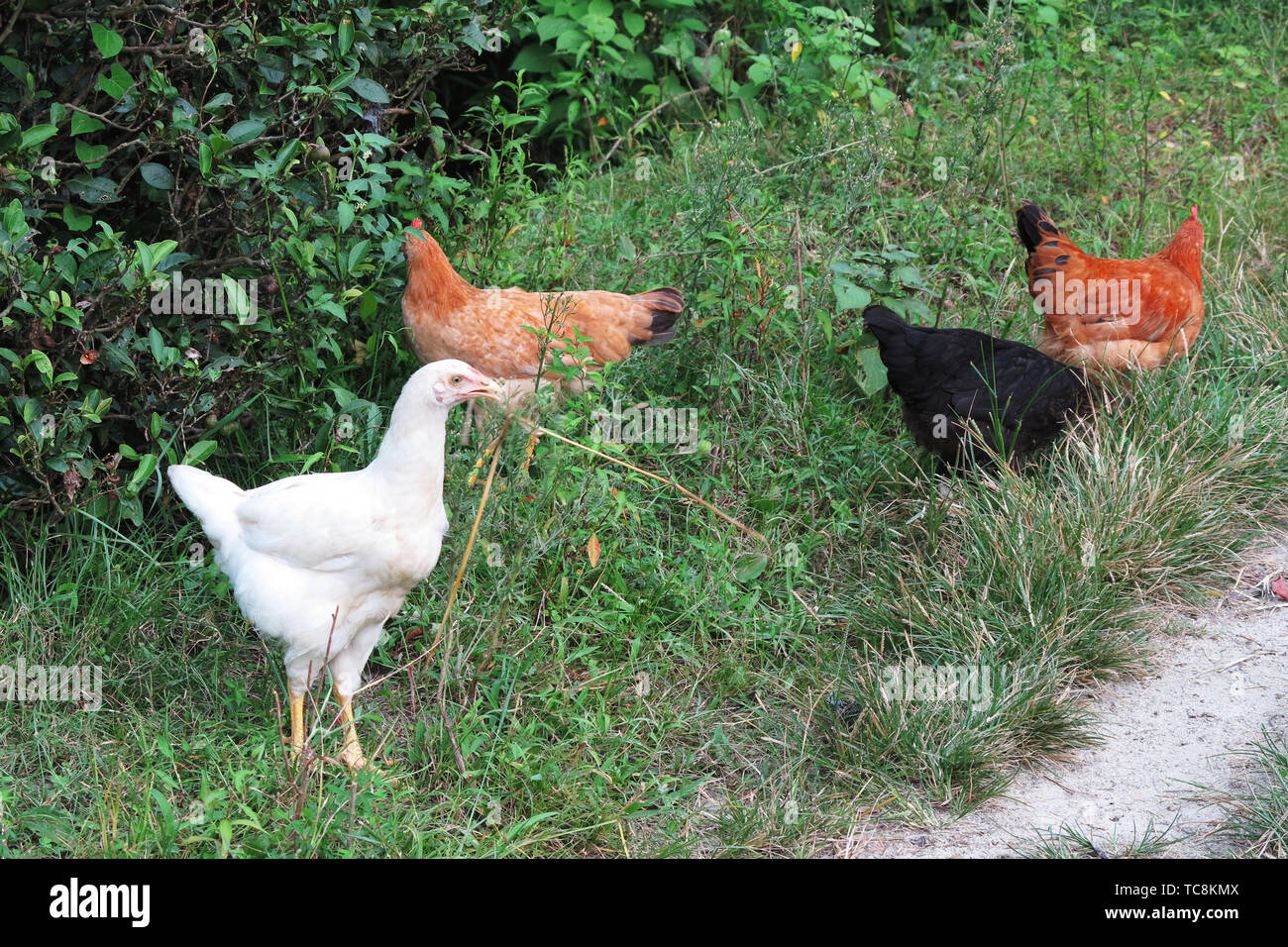 Hang native Huhn Stockfoto