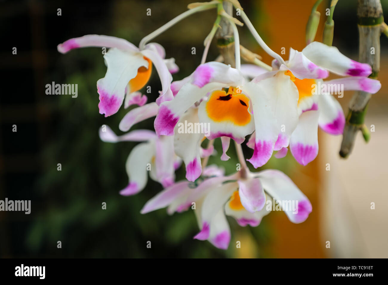 Dendrobium ahorn Orchidee in voller Blüte. Stockfoto