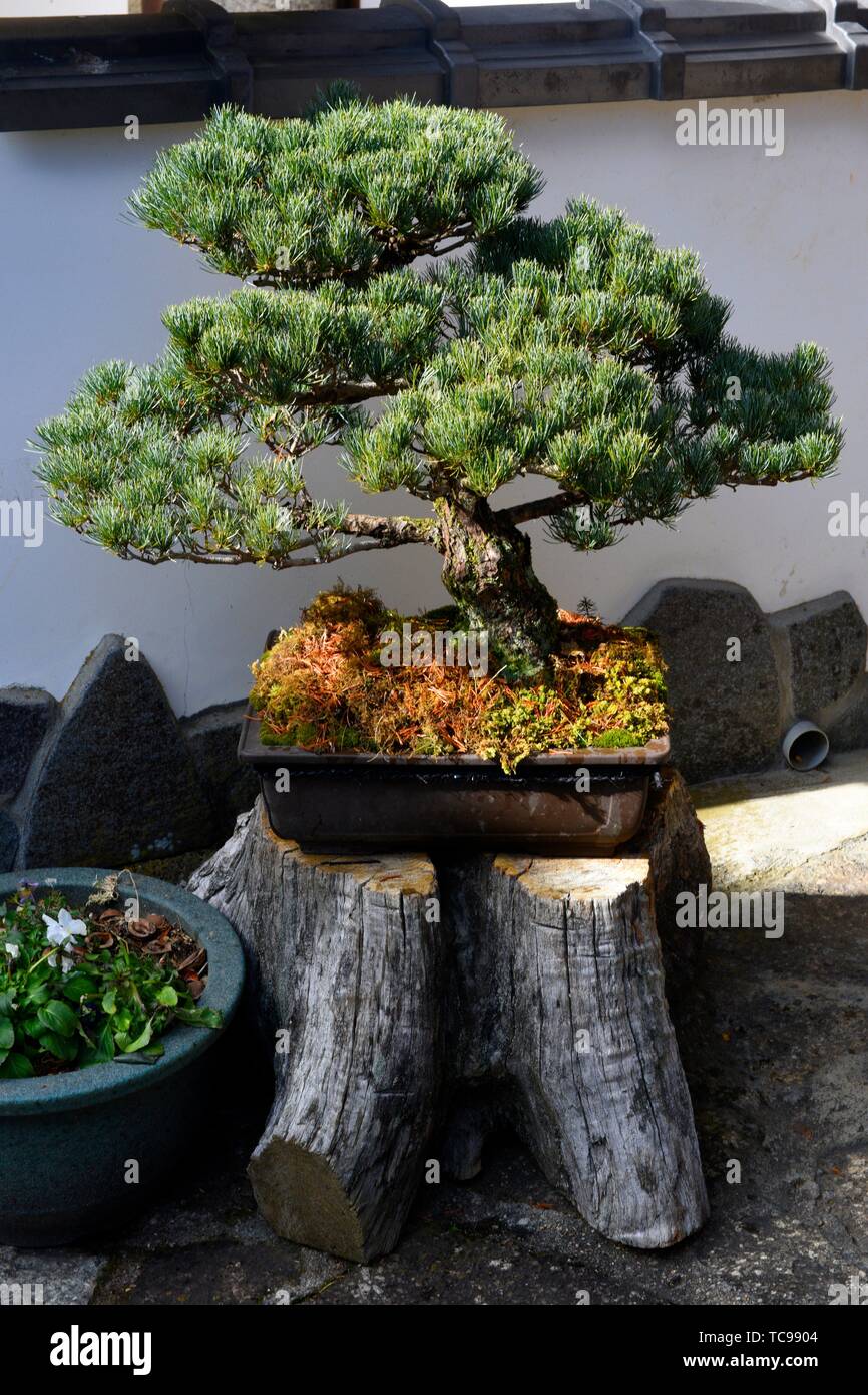 Bonsai Baum in Nagano, Honshu, Japan, Asien. Stockfoto