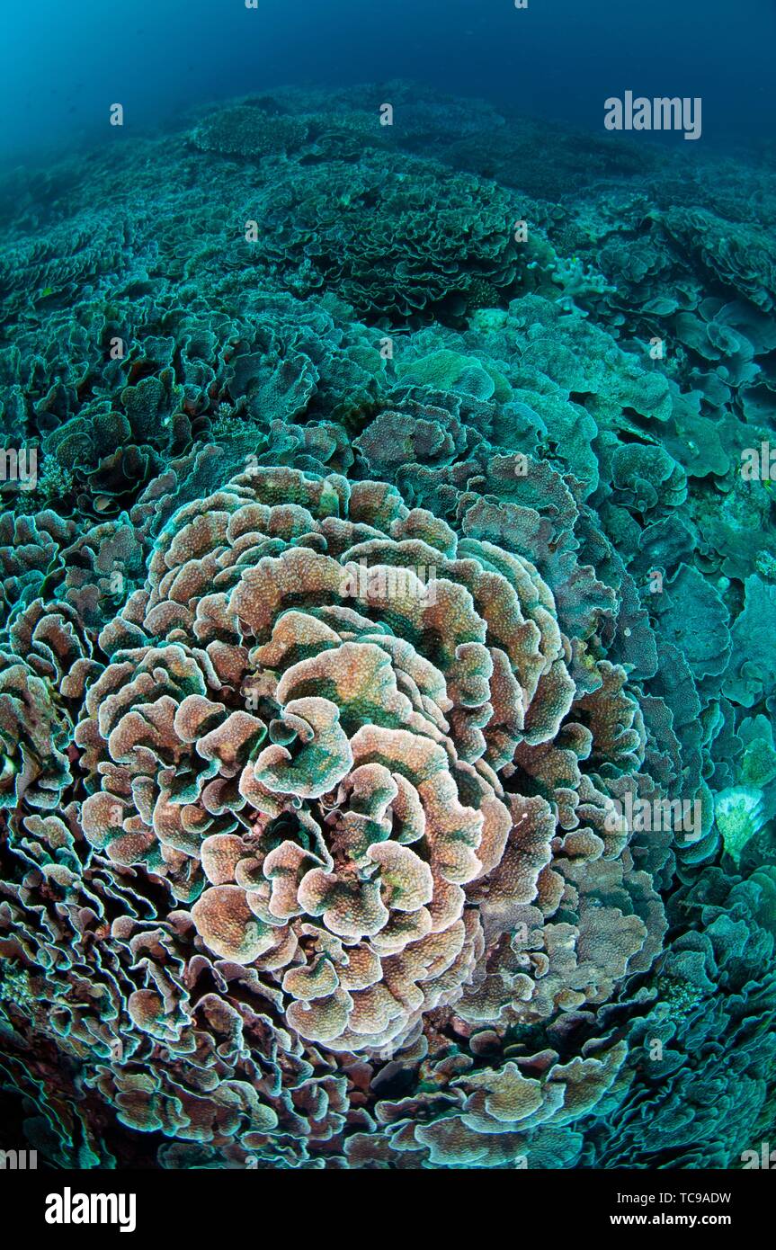 Kohl Coral (Turbinaria reniformis), Lavastrom Tauchplatz, Ambon, Maluku (Molukken), Indonesien. Stockfoto