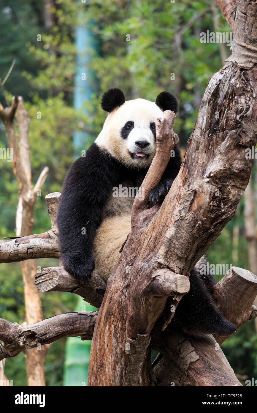 China's National Treasure Panda Stockfoto