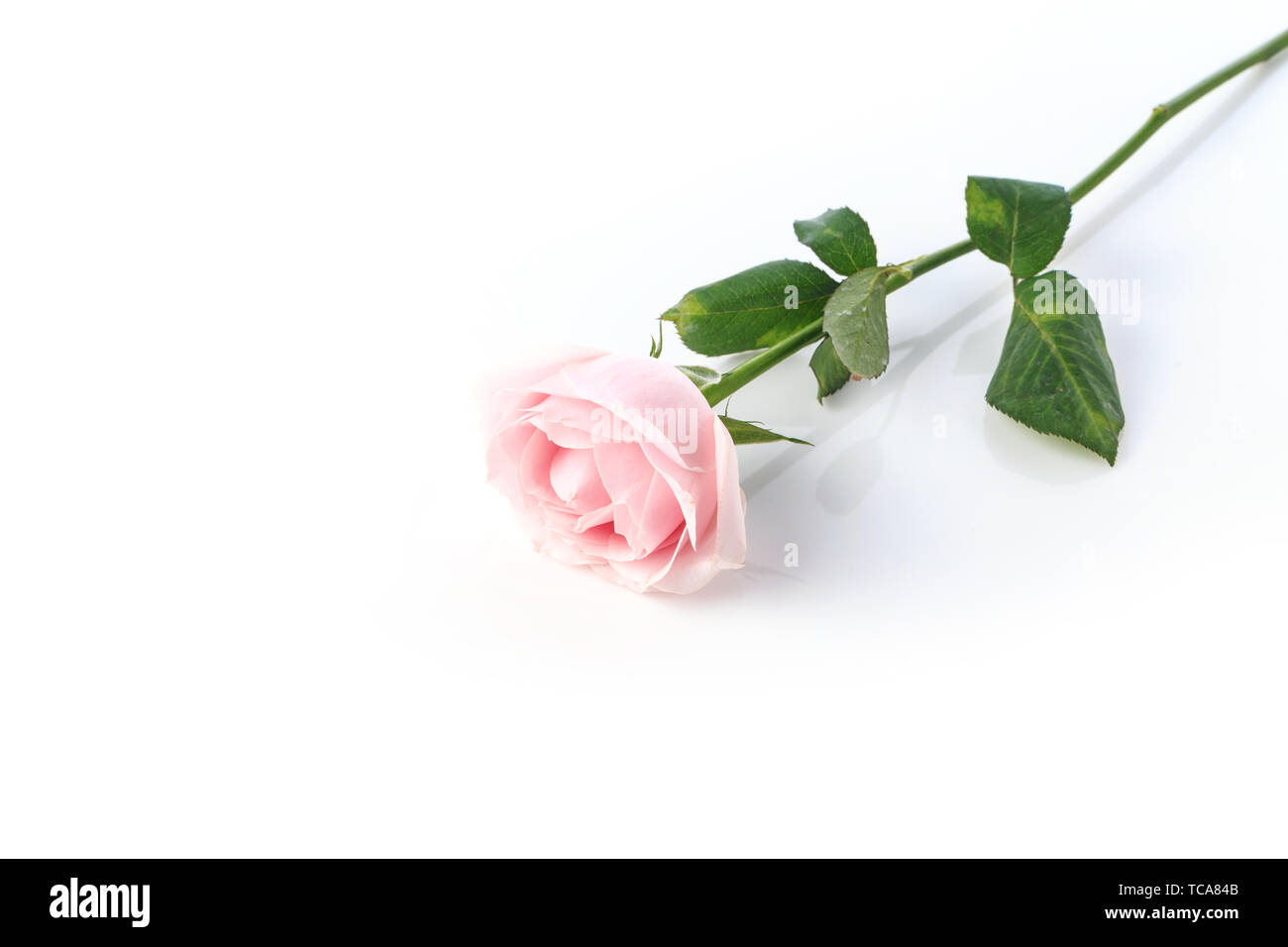 Schönen duftenden Rosen Stockfoto