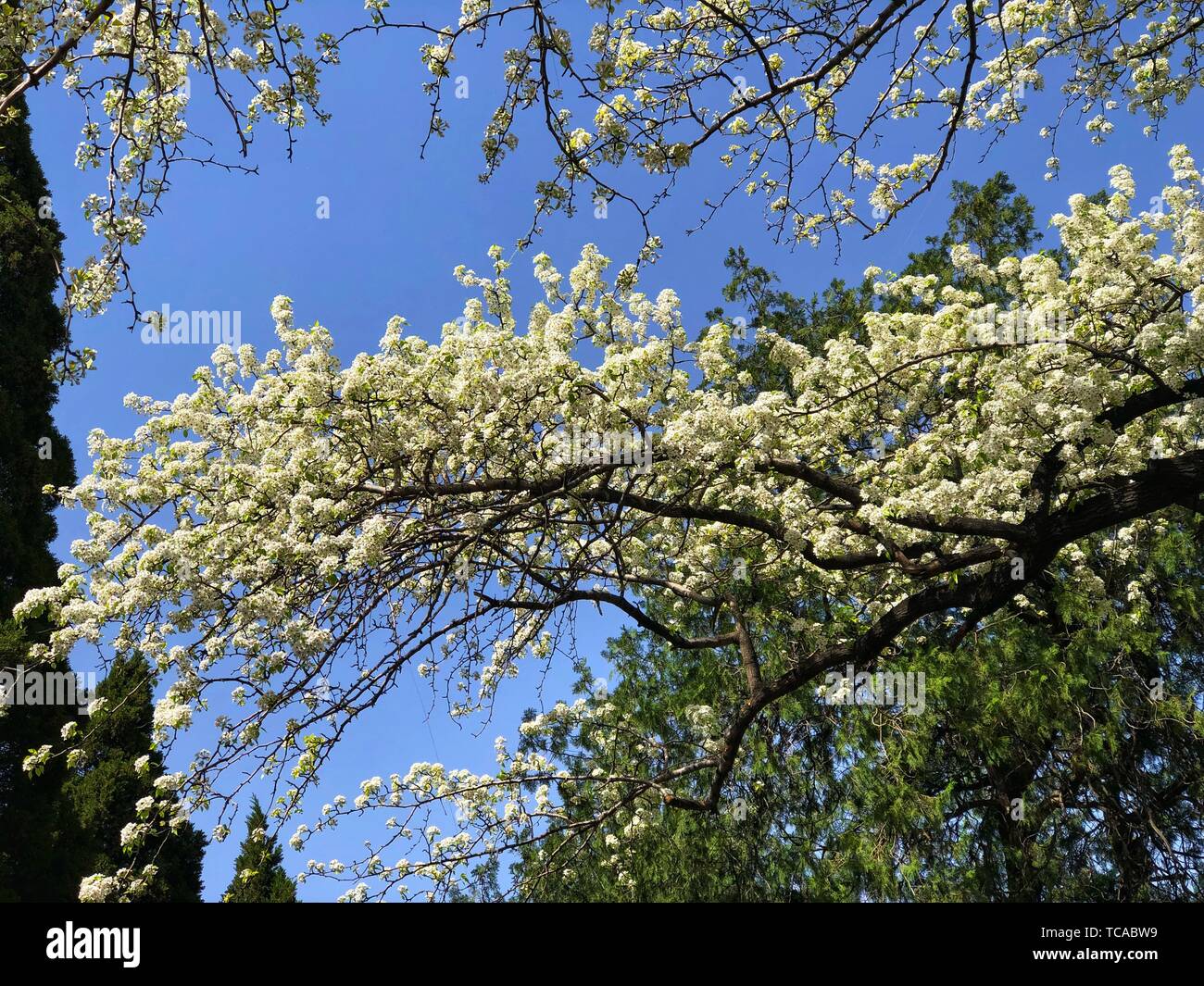 Die Birne Blumen im Tempel des Himmels stehen in voller Blüte, und es fühlt sich besonders gut im Frühjahr zu gehen. Stockfoto
